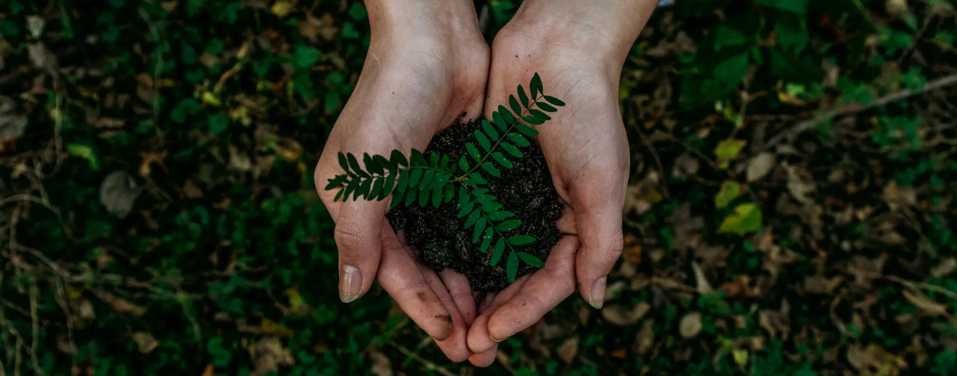 Eco Amigável Almofadas